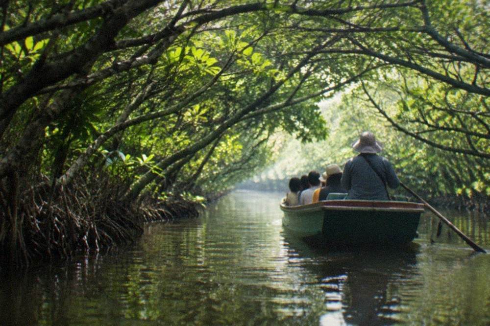 Small boat gliding through a narrow mangrove tunnel with green branches overhead