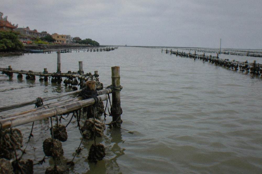 Mangrove channels and oyster racks along the lagoon coast north of Tainan