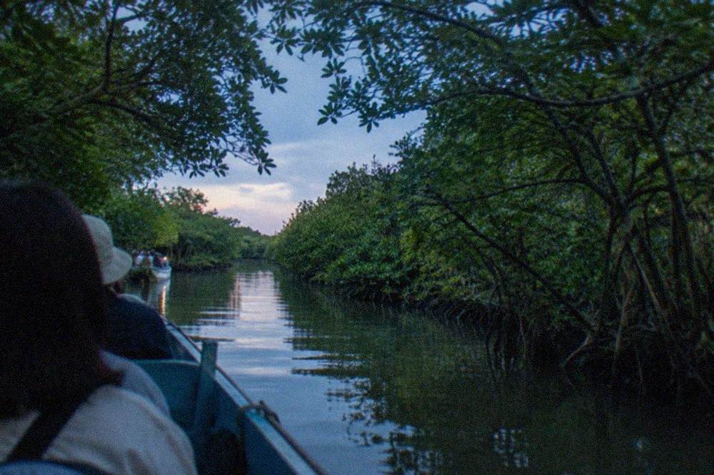 A small open boat carrying visitors along a narrow mangrove channel with green branches forming a canopy overhead