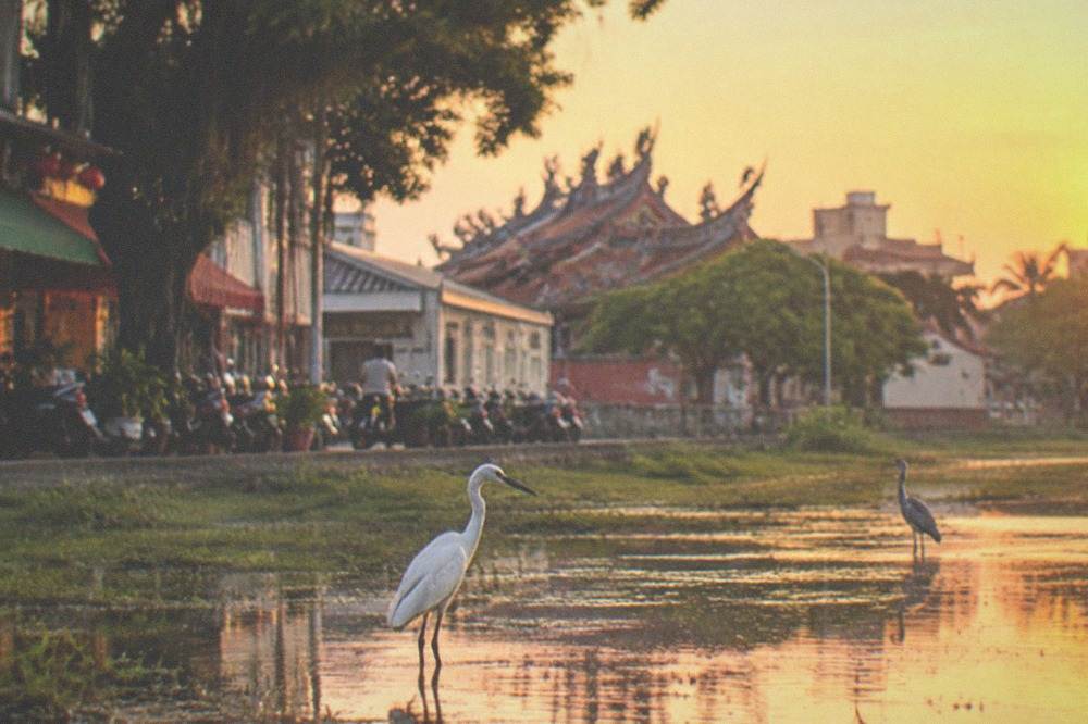 Wading birds standing in shallow wetland water at sunrise