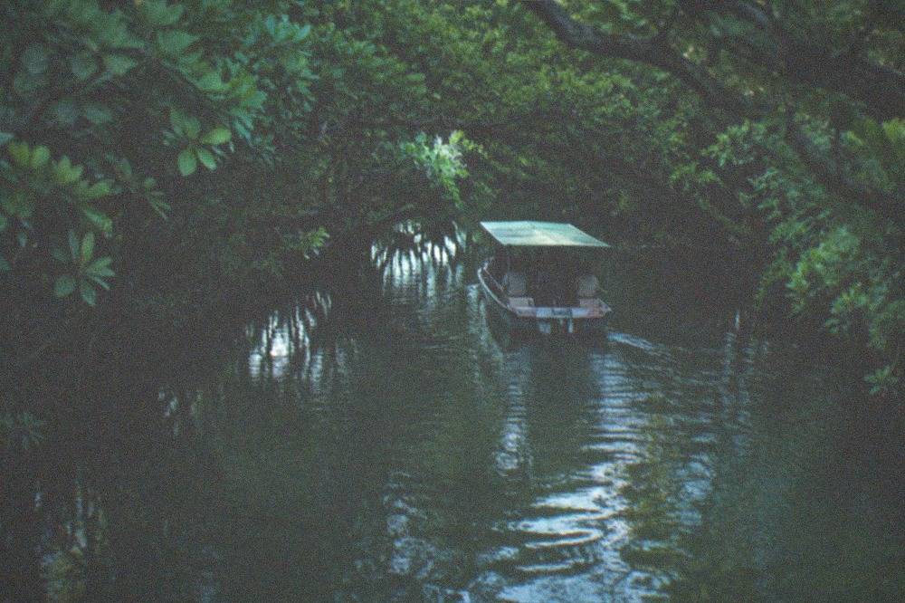 A small tourist boat gliding through a narrow green mangrove tunnel on the water