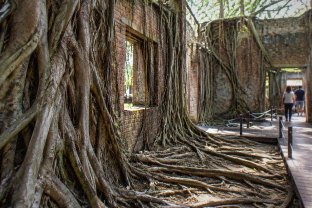 Sunlit roots and walkway at the Anping Tree House on a dry morning