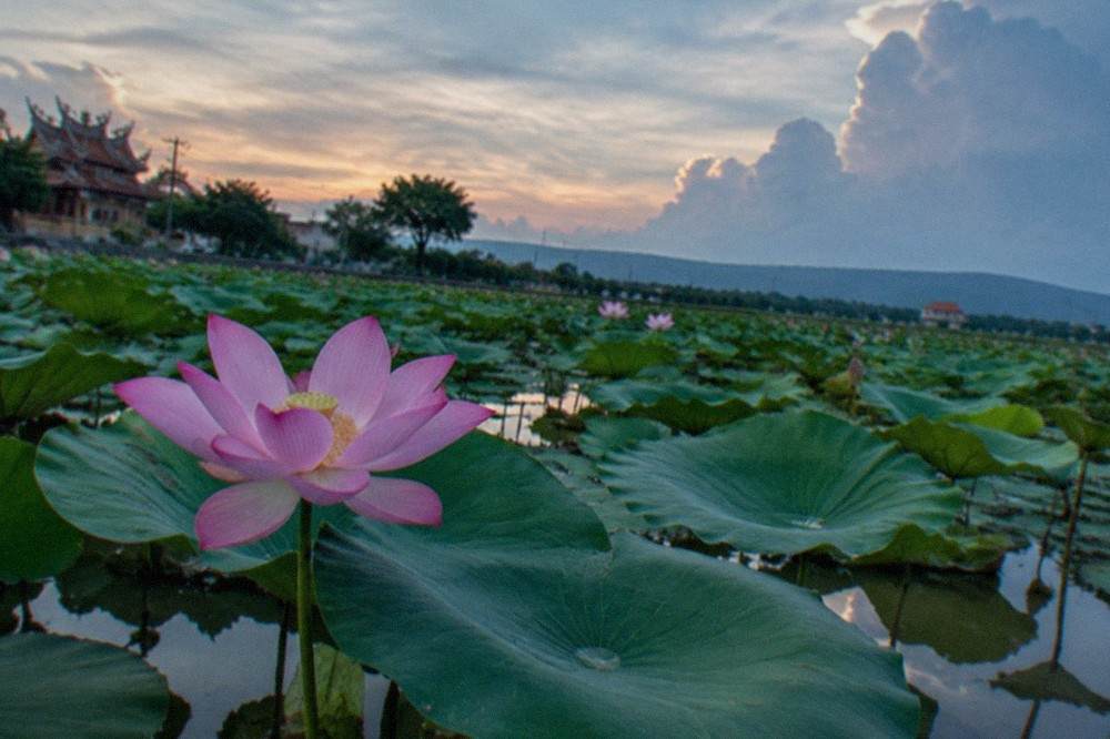 A close view of a single pink lotus flower open above a broad green pad on still water