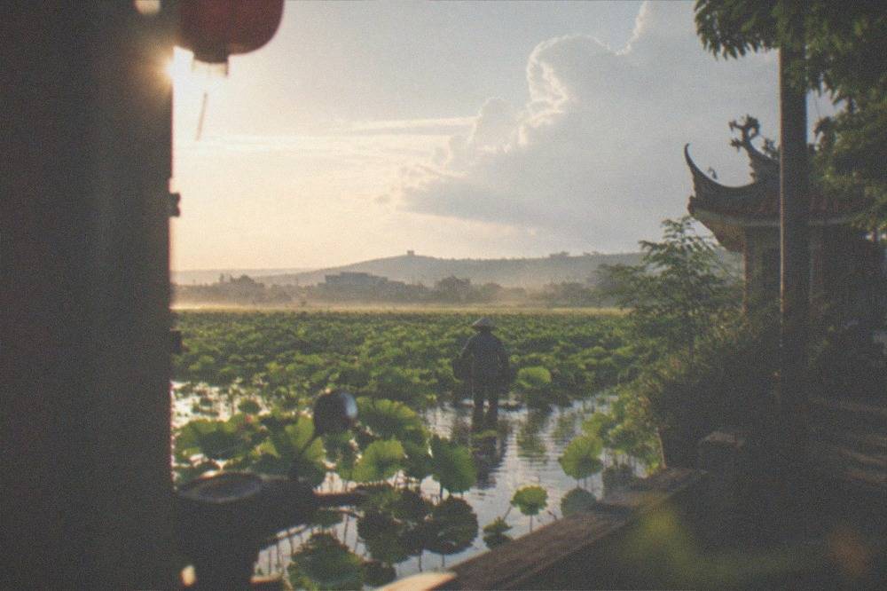 A farmer in a wide hat wading between lotus plants in a flooded pond at sunrise