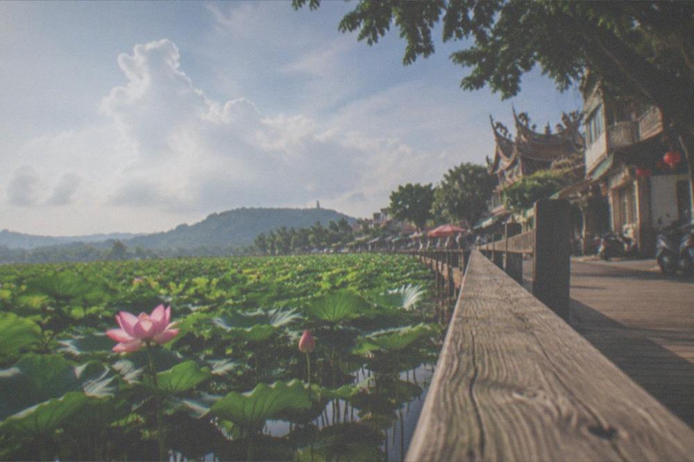 A wooden walkway edge along a lotus pond with flowers in bloom and hills behind