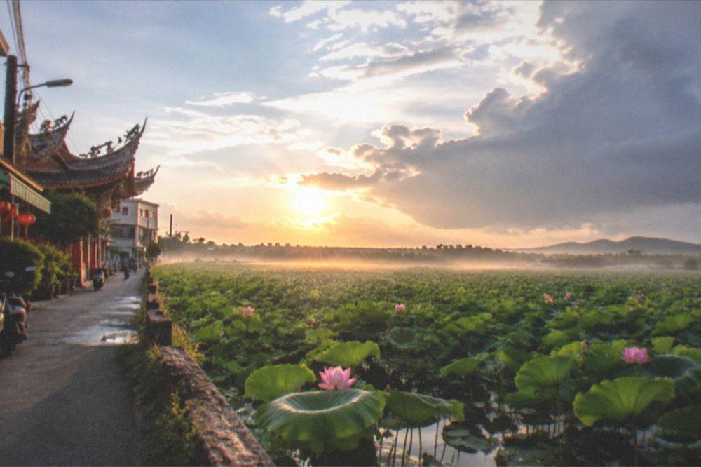 A wide view across lotus fields at sunrise with mist over the water and a low treeline