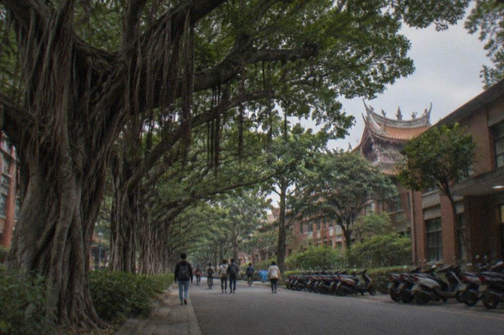 A wide campus road shaded by mature banyan trees with students walking between low academic buildings