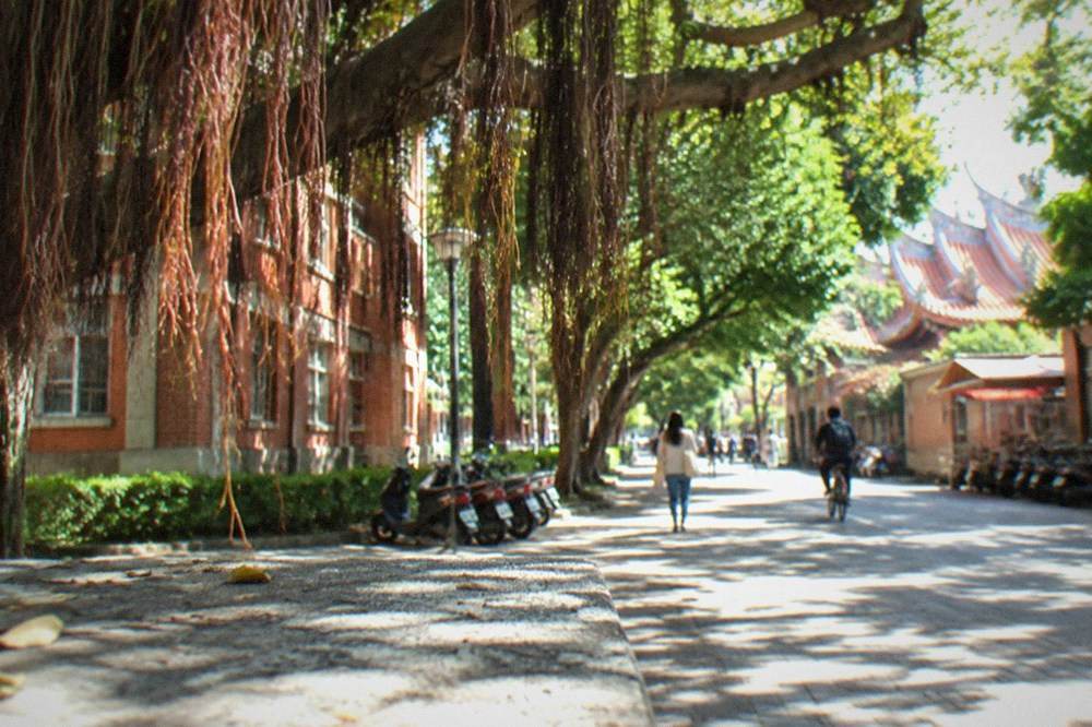 Aerial roots of a large banyan tree hanging over a campus walkway with dappled sunlight on the pavement