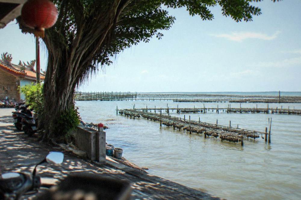 Rows of wooden oyster racks standing in shallow lagoon water at low tide