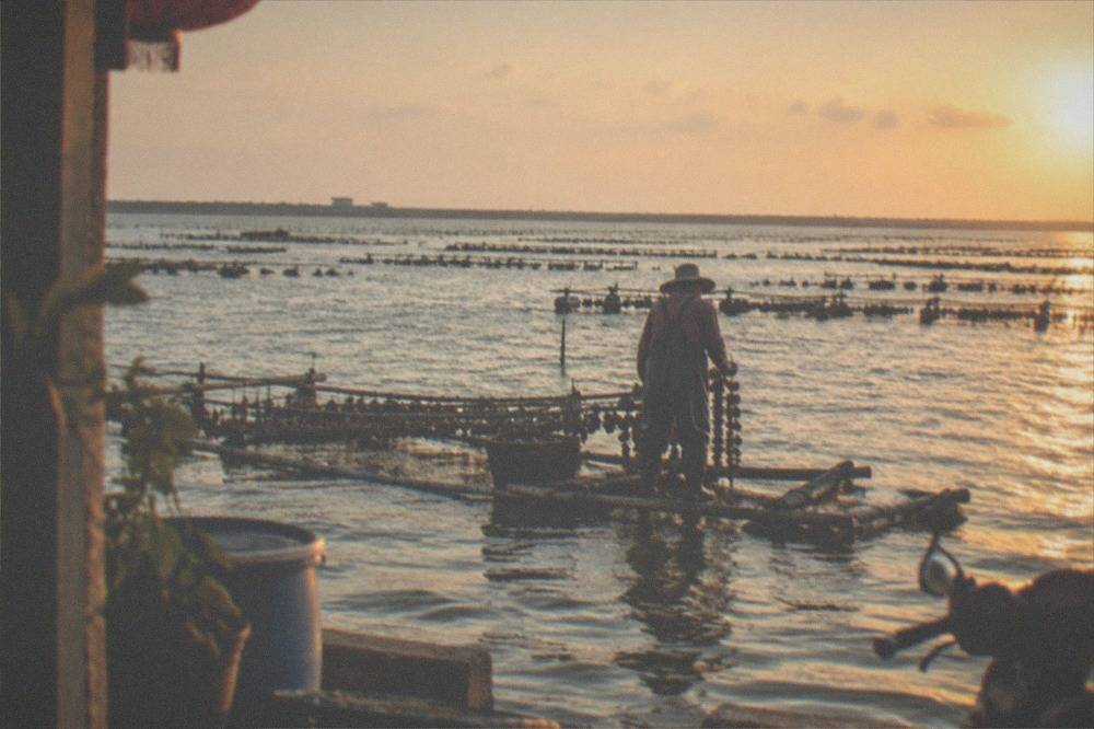 A worker in a hat tending oyster strings on a raft in the lagoon