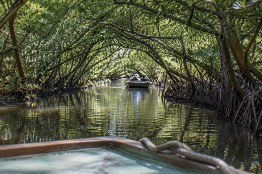 Mangrove roots rising out of shallow brown water beside a narrow boat channel