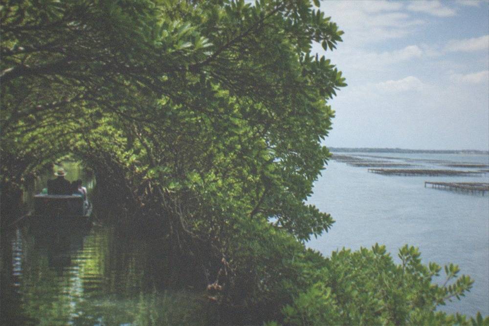 Open lagoon water with lines of oyster platforms stretching toward distant flat coastline