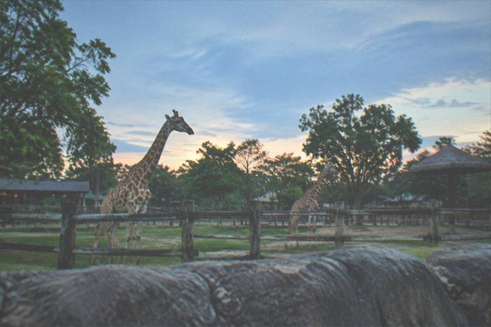 A wide view of animal paddocks and green trees under a bright sky at a Taiwan safari park