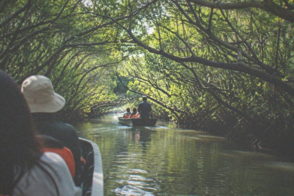 Boat gliding through the narrow mangrove channel of the Sicao Green Tunnel