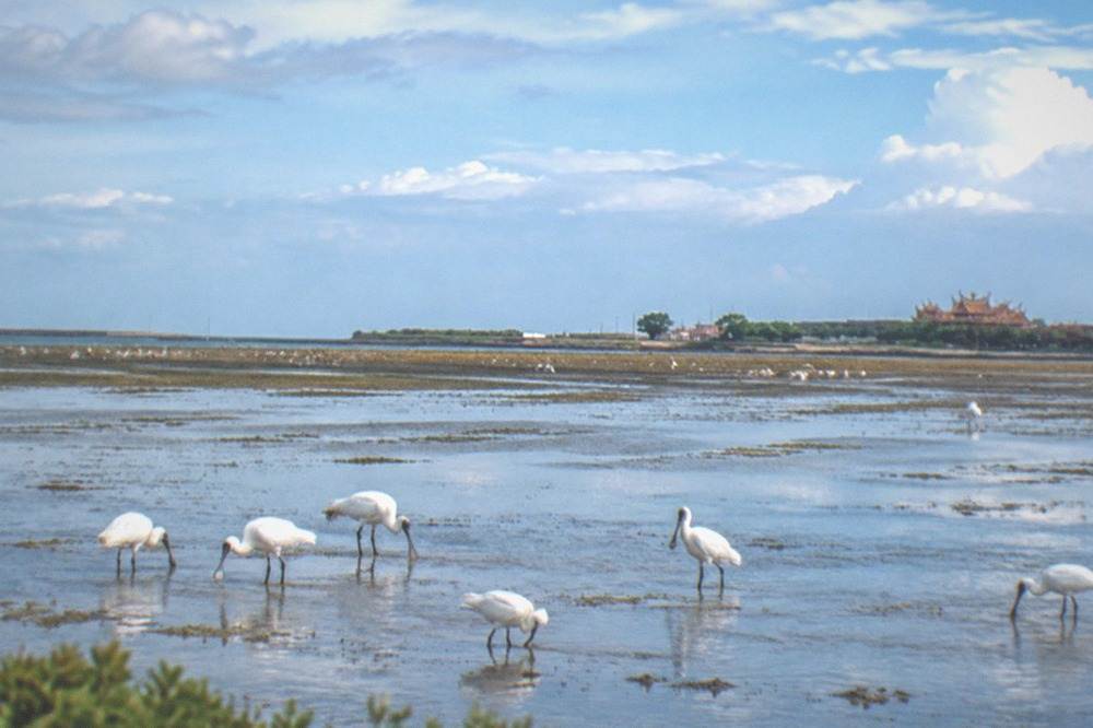 Black-faced spoonbills wading in shallow wetland water near the Qigu coast
