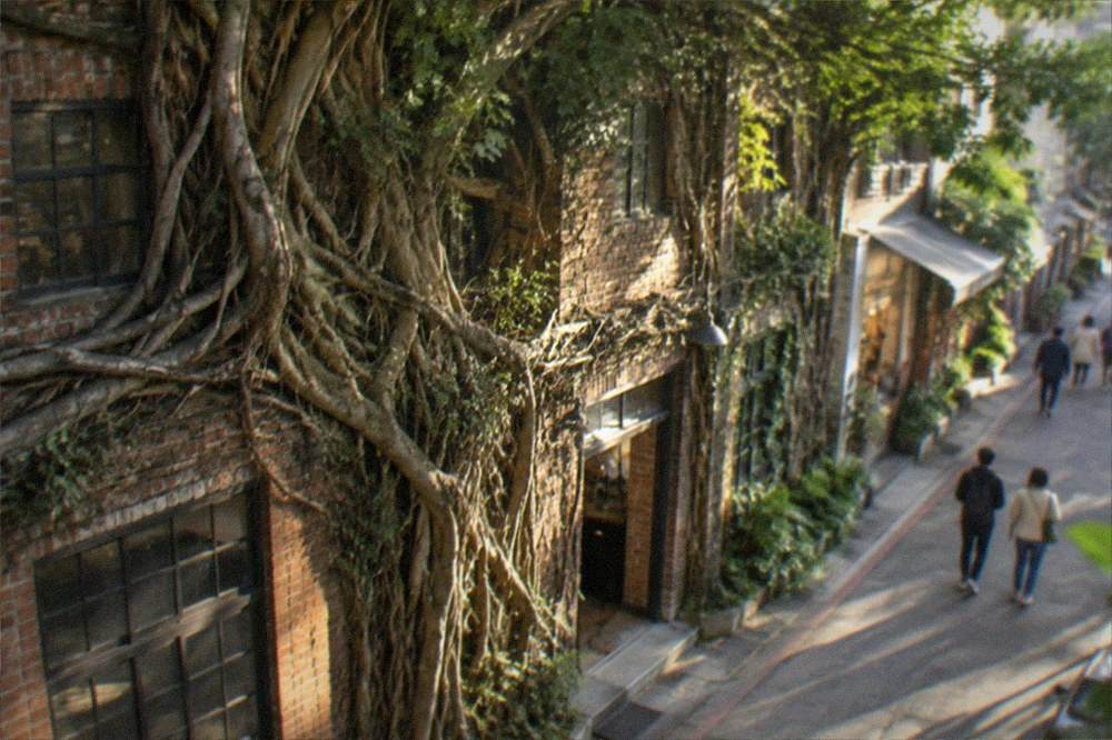Old brick warehouse walls overgrown with banyan tree roots