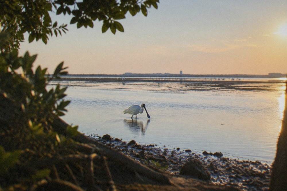 A black-faced spoonbill wading in a shallow coastal wetland at dusk