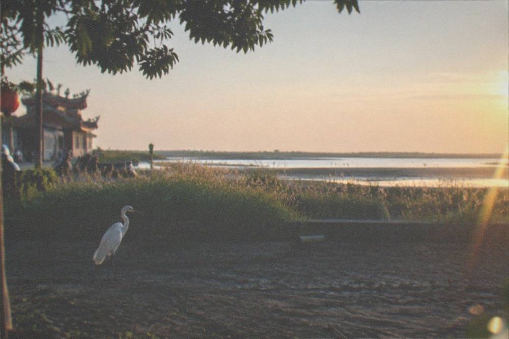 An egret standing in a drained fish pond with reeds behind it