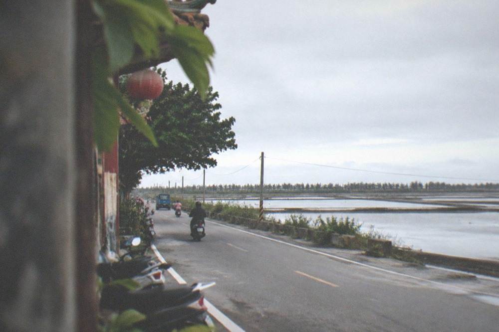 A coastal road running beside fish ponds toward windbreak trees