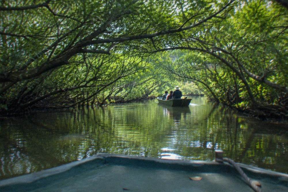 A narrow boat gliding through a green mangrove tunnel with branches overhead