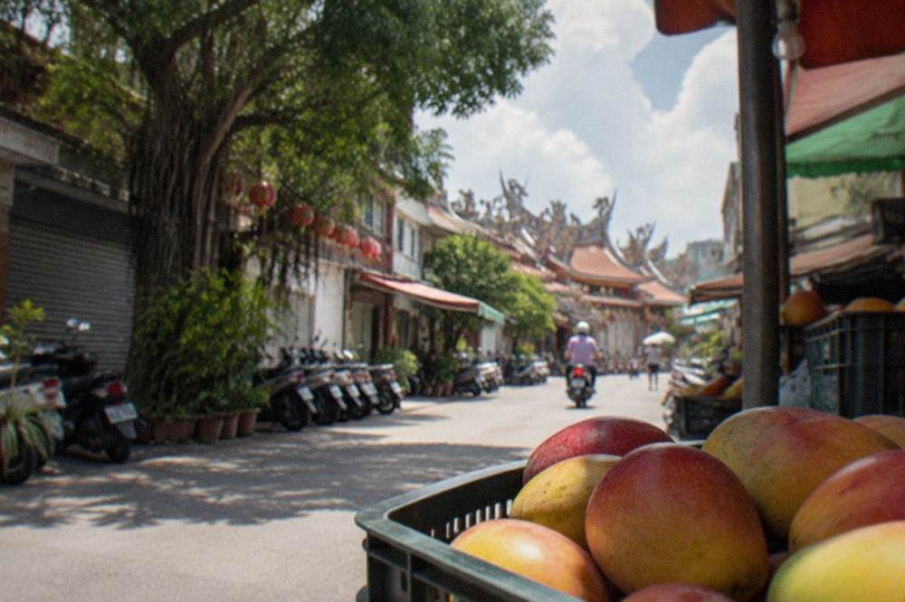 Mango orchards on hillside slopes in Yujing District, Tainan