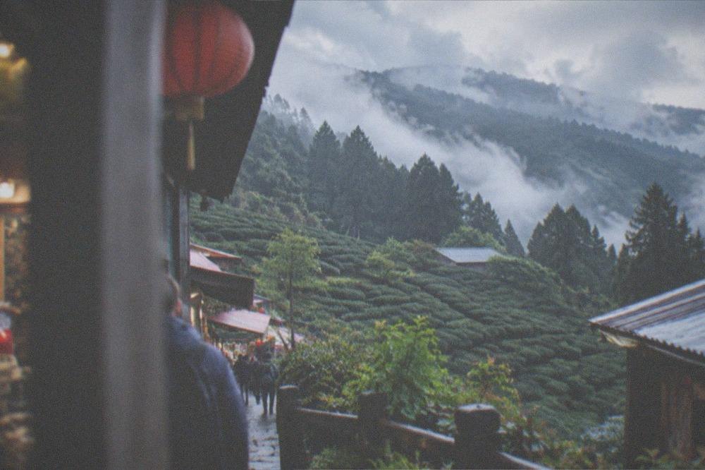 Tea plantation rows on a mountain slope with mist above them