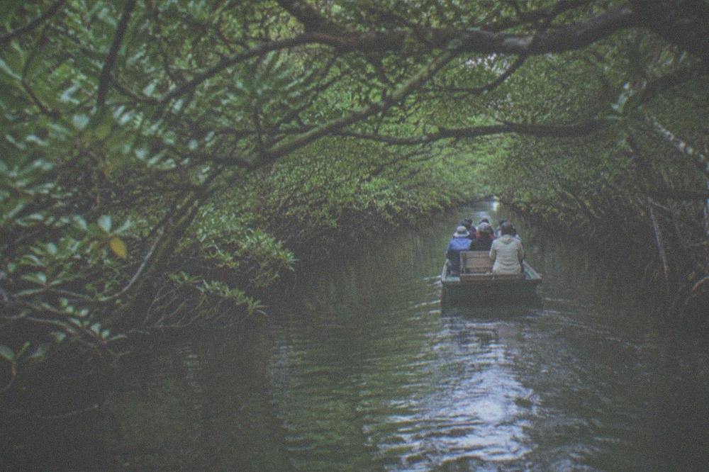 Small boat gliding through a narrow green mangrove tunnel with branches overhead
