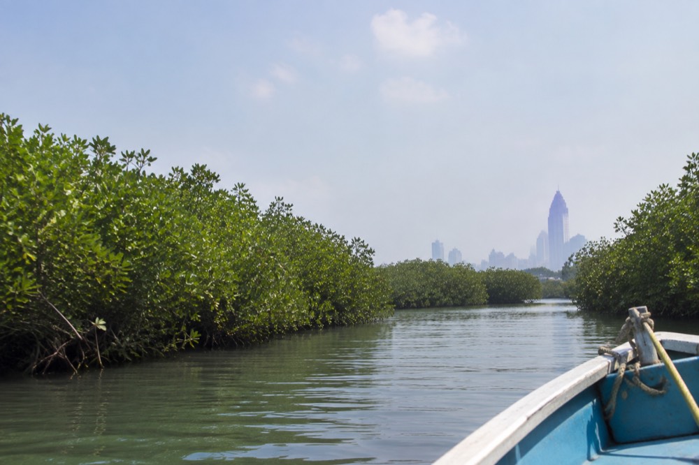 A boat gliding through a narrow mangrove channel on the Tainan lagoon coast