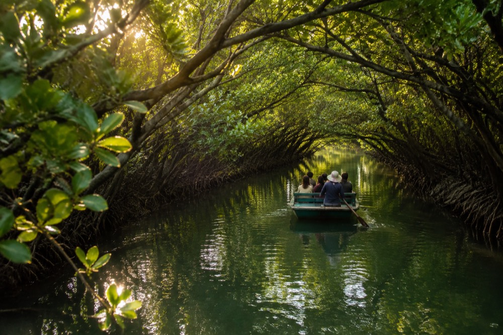 Mangrove branches arching over a narrow green waterway in the Sicao area