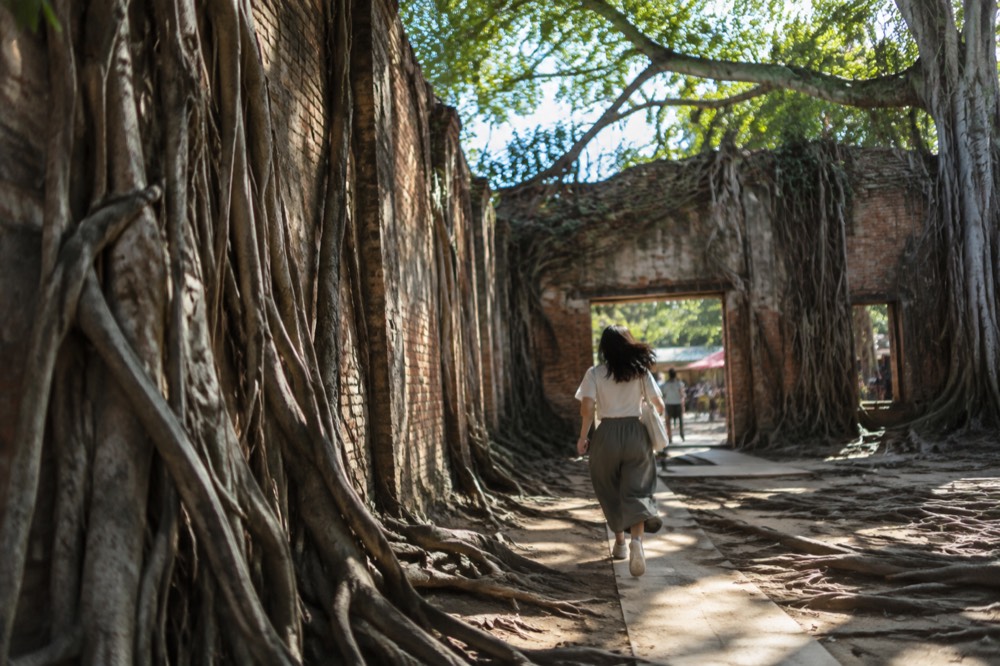 Banyan roots growing over old brick warehouse walls at the Anping Tree House