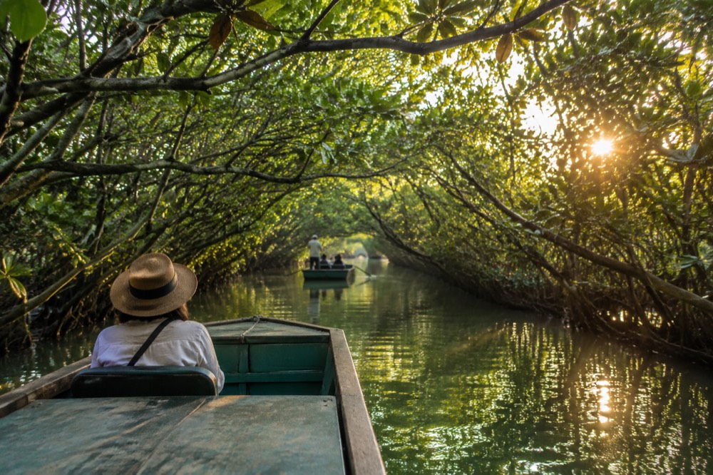A mangrove tunnel boat gliding under low green branches in Tainan's lagoon