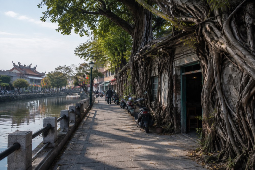 An old warehouse engulfed by thick banyan tree roots beside a canal path in Anping